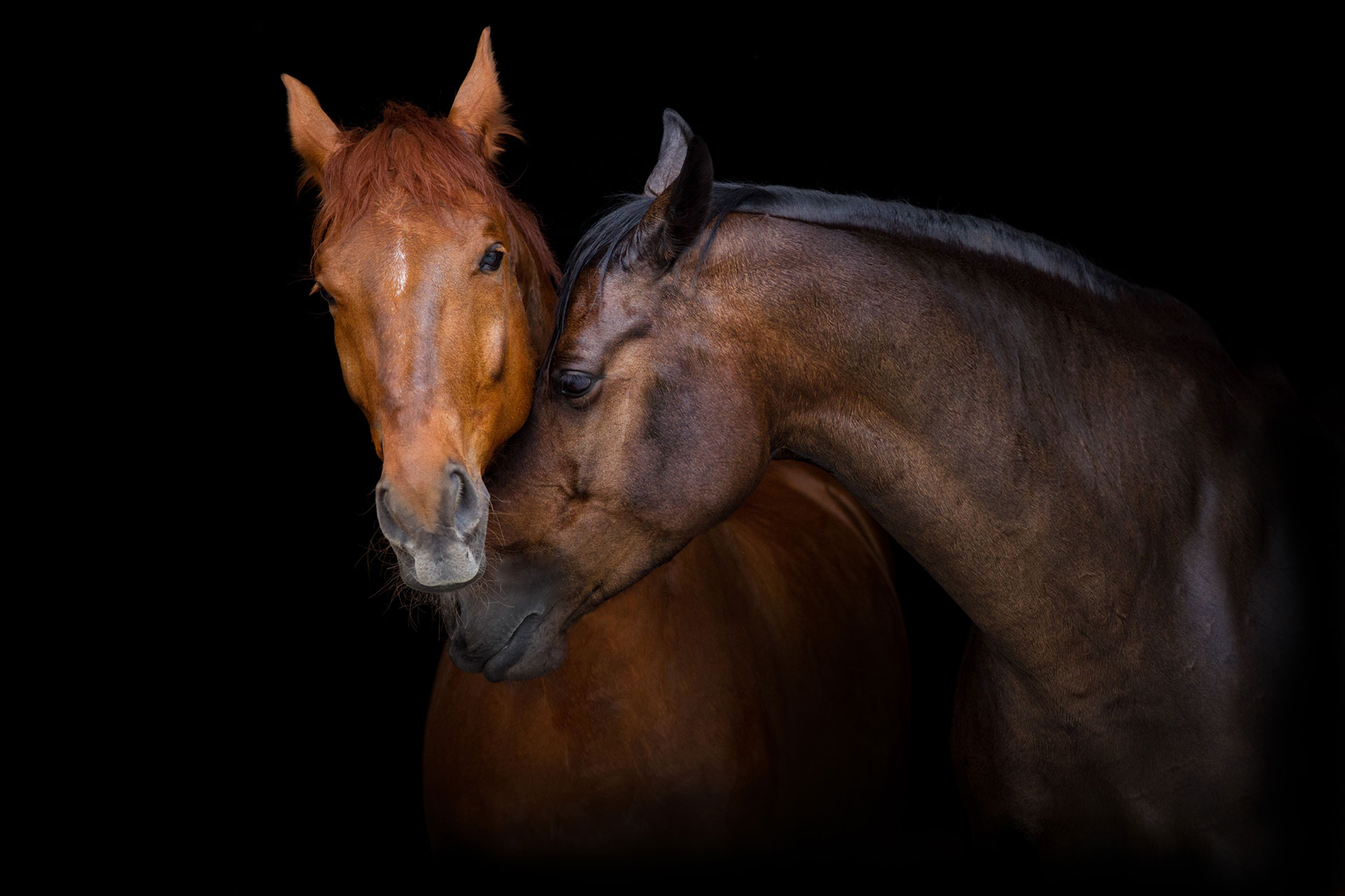 neighcare-cover